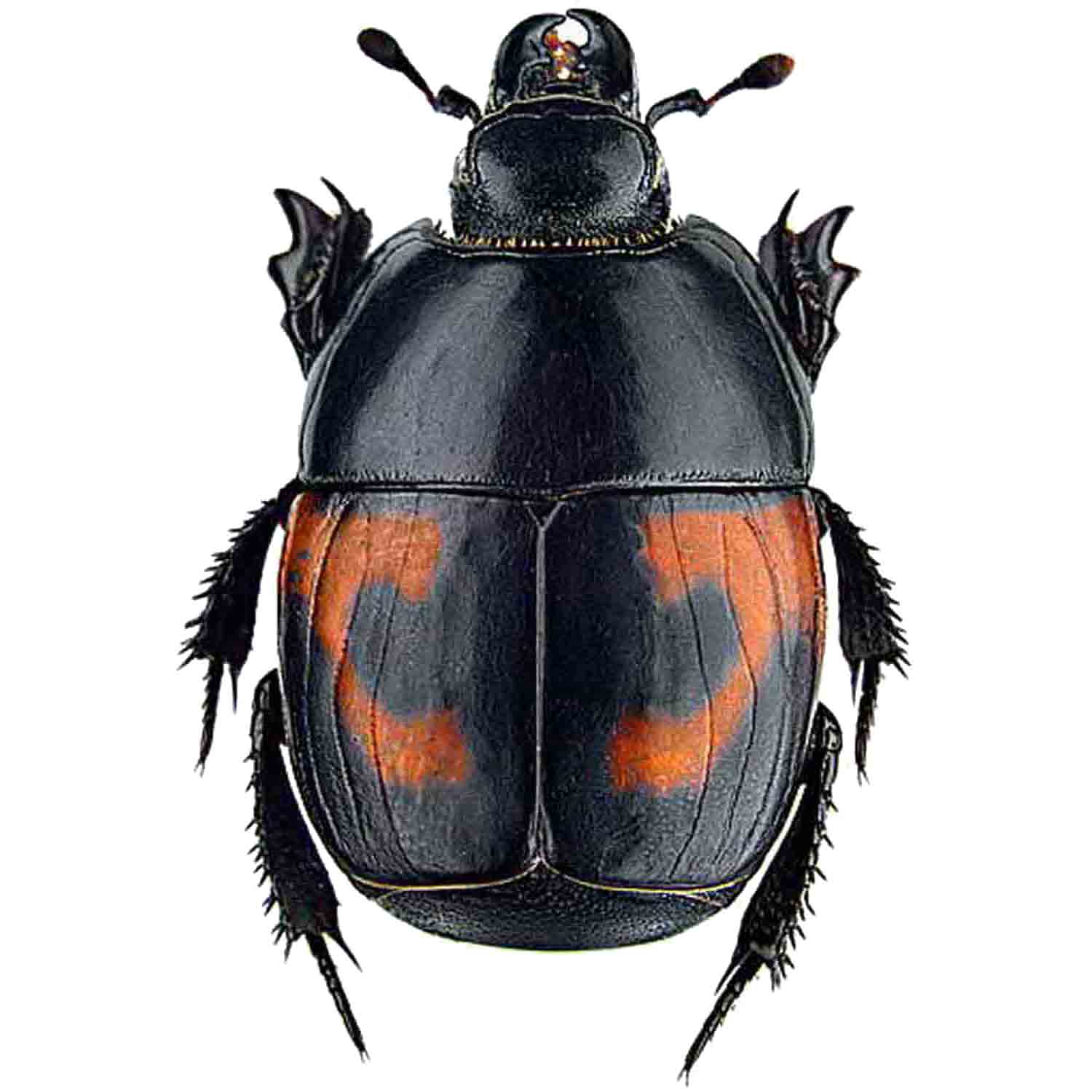 Zambia Histeridae　21mm Zambia Histeridae 21mm 【公式通販】